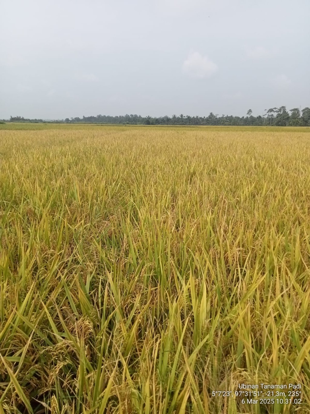 Sumber Utama Penghasilan Kecamatan Madat yaitu Padi Sawah Inbrida